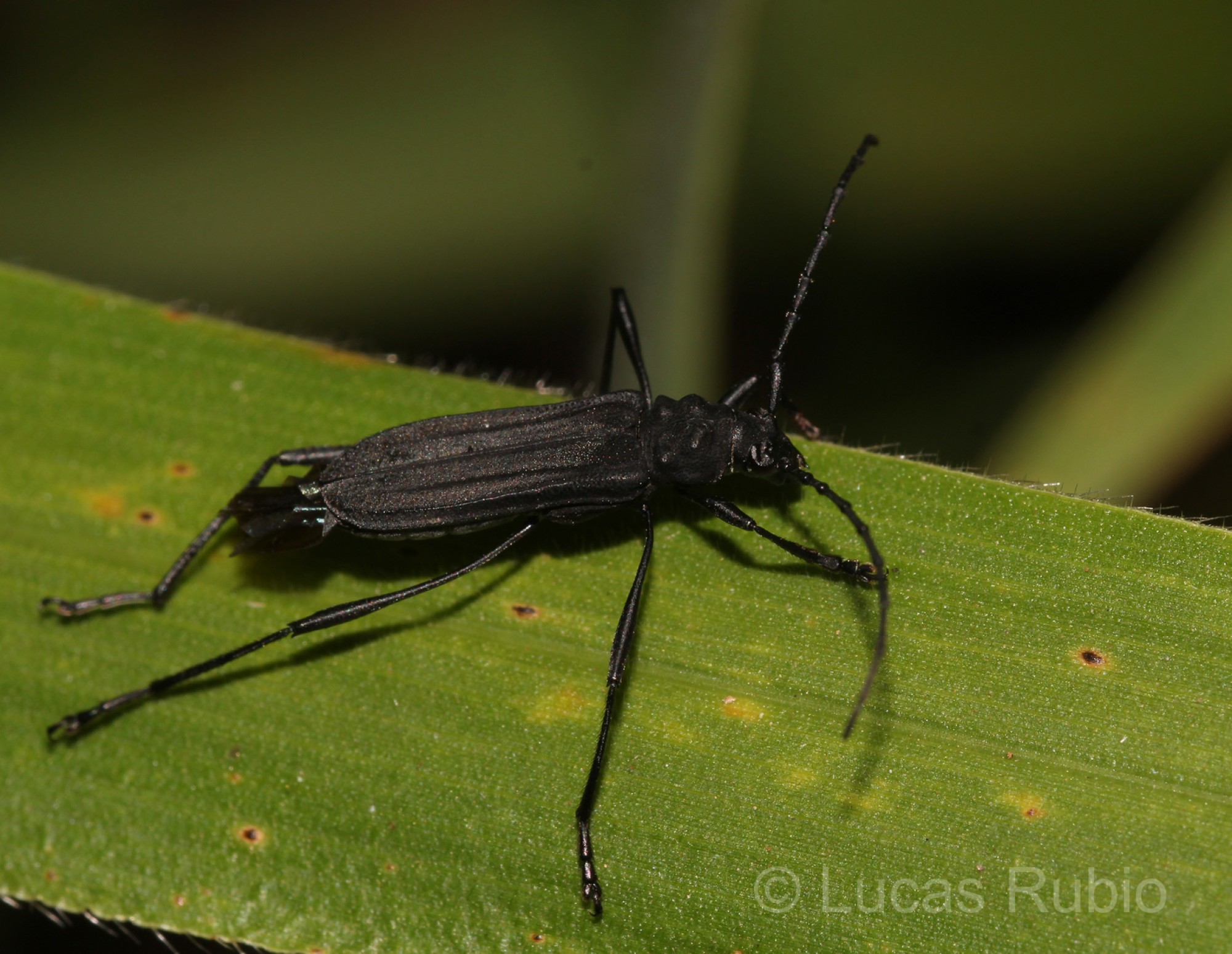 Listroptera&nbsp;tenebricosa