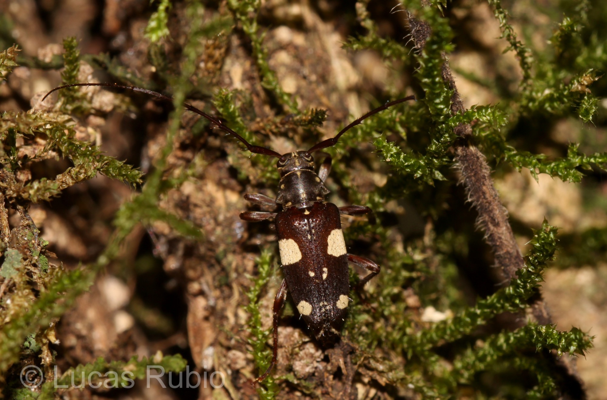 Alcidion&nbsp;ludicrum