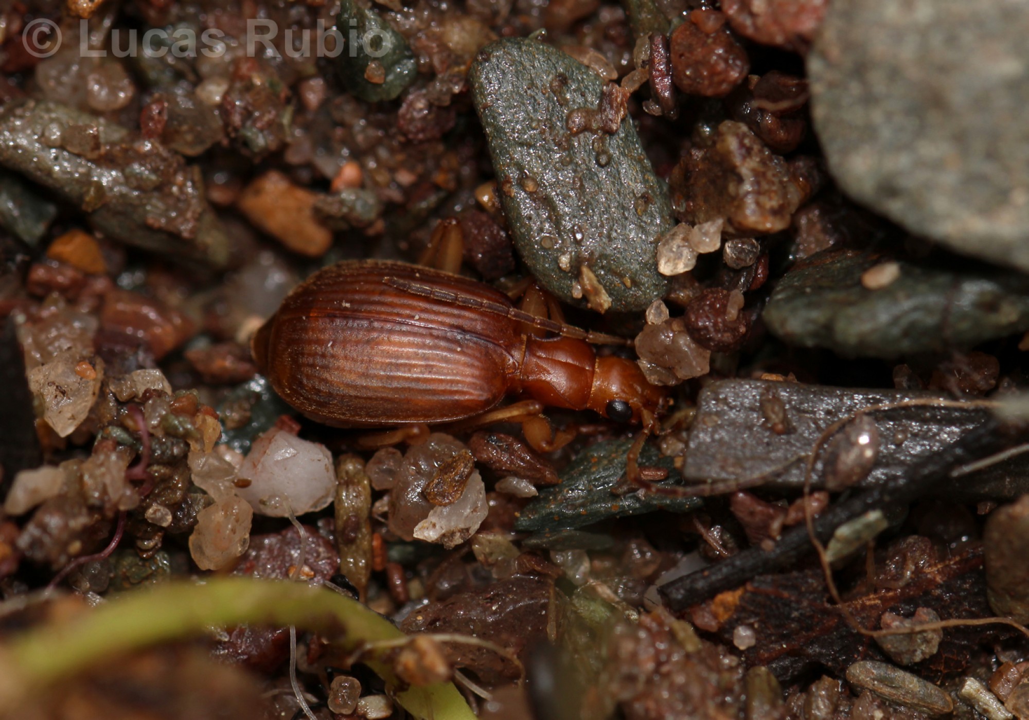 Brachinus&nbsp;bruchi