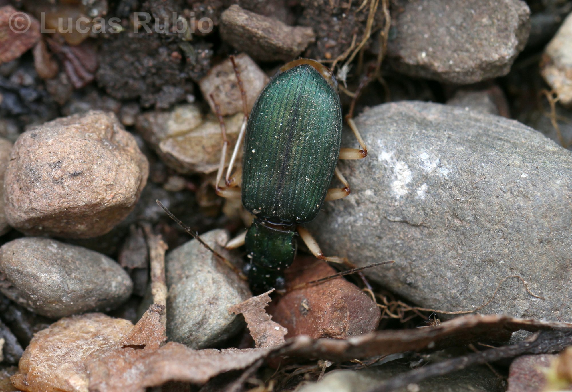Chlaenius&nbsp;sp.