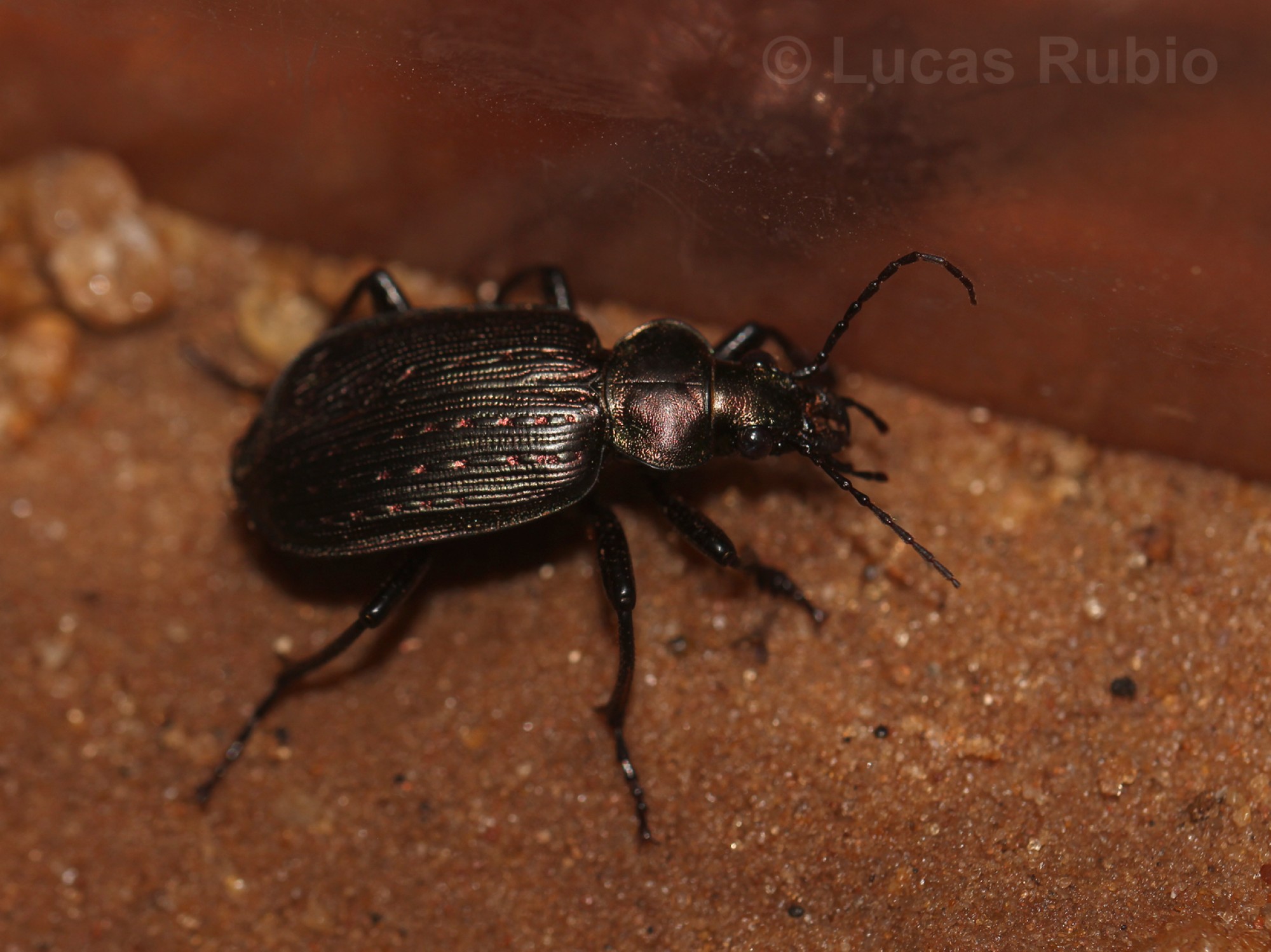 Calosoma&nbsp;alternans