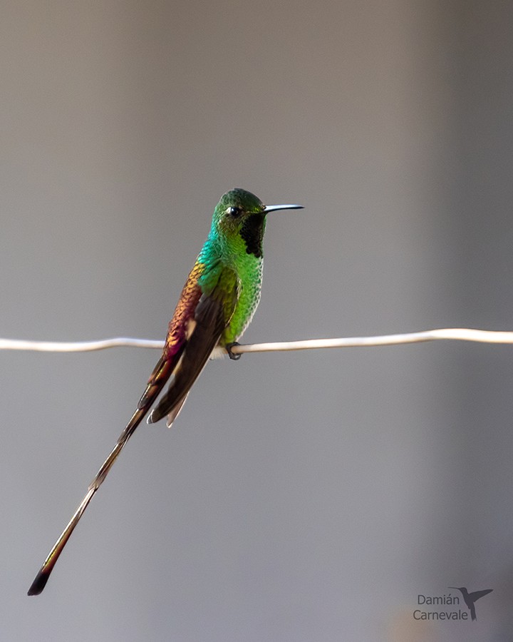 Picaflor Cometa (Sappho sparganurus)