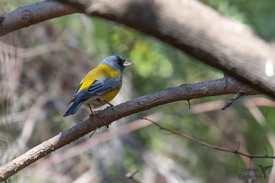 Comesebo Andino (Phrygilus gayi)