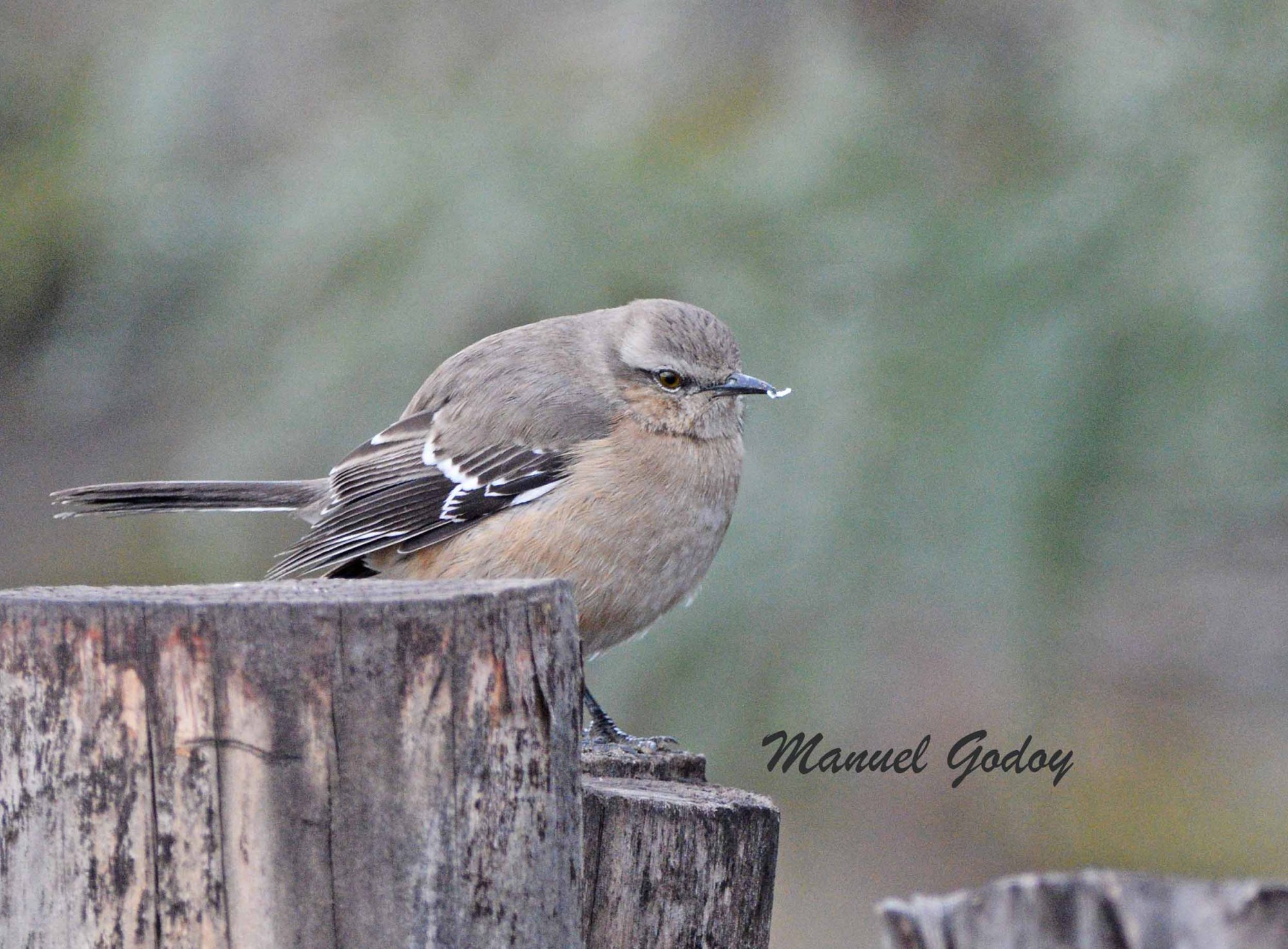 Photo Calandria Mora