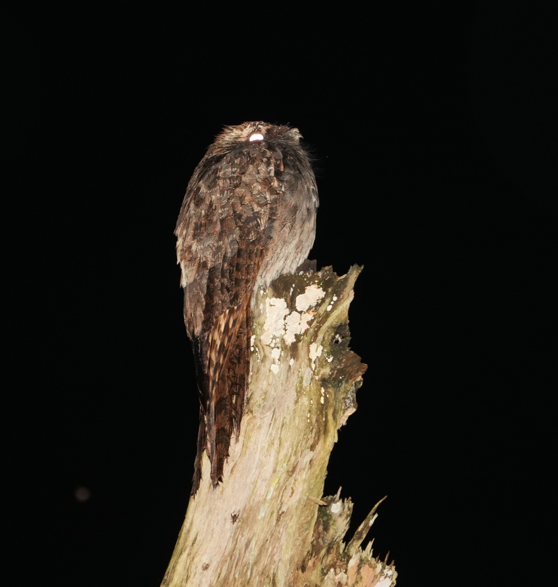 Nyctibius&nbsp;aethereus