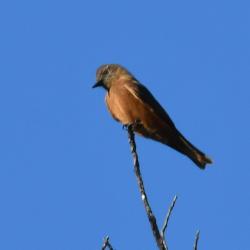 Photo Birro Común