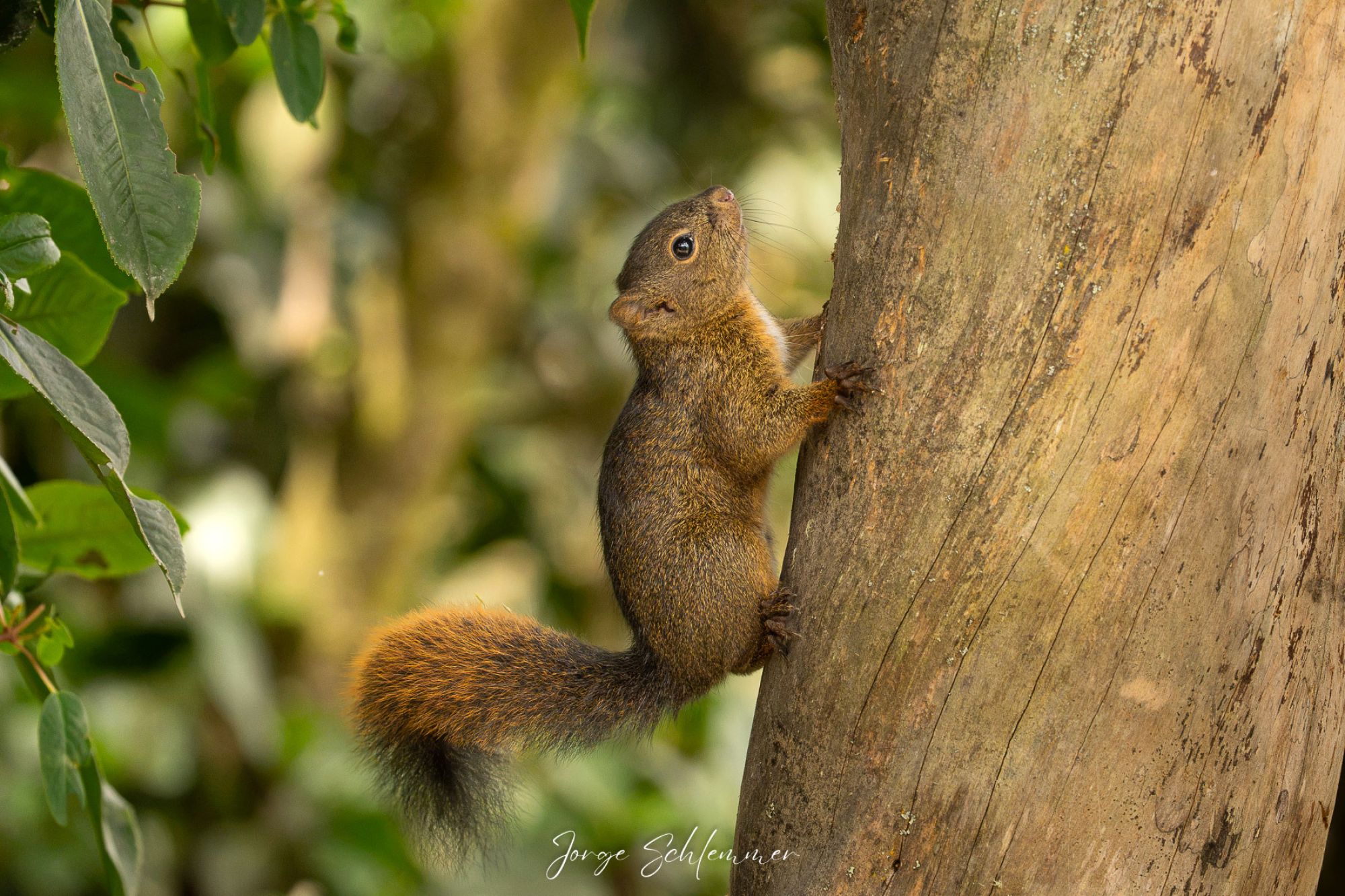 Sciurus&nbsp;pucheranii