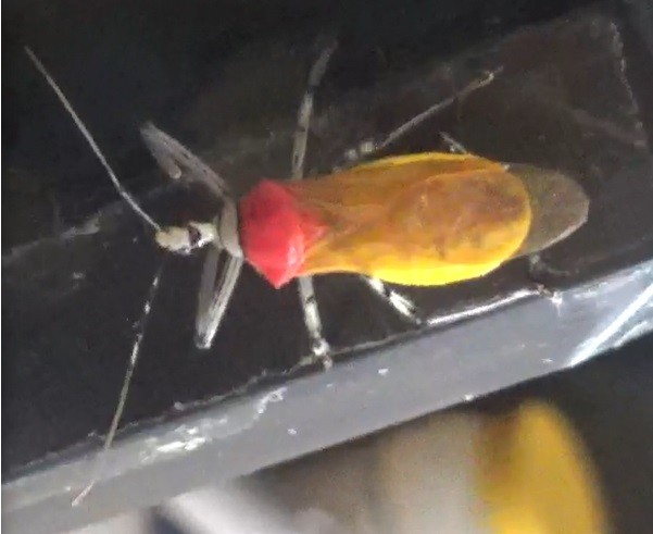 Castolus&nbsp;sp.