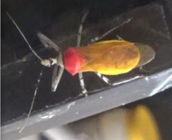  (Castolus sp.)