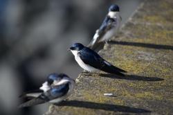 Foto Golondrina Patagónica