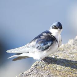 Foto Golondrina Patagónica