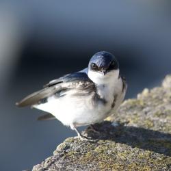 Foto Golondrina Patagónica