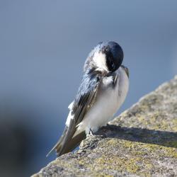 Foto Golondrina Patagónica