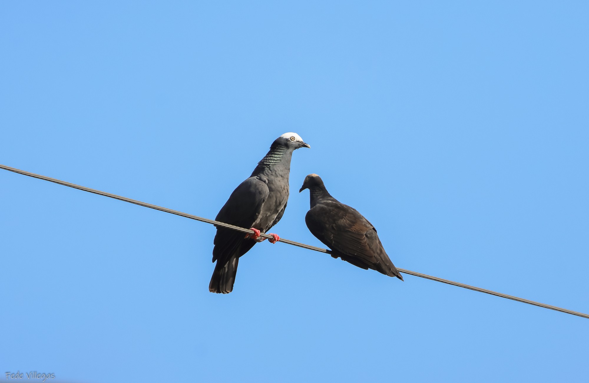 Patagioenas&nbsp;leucocephala