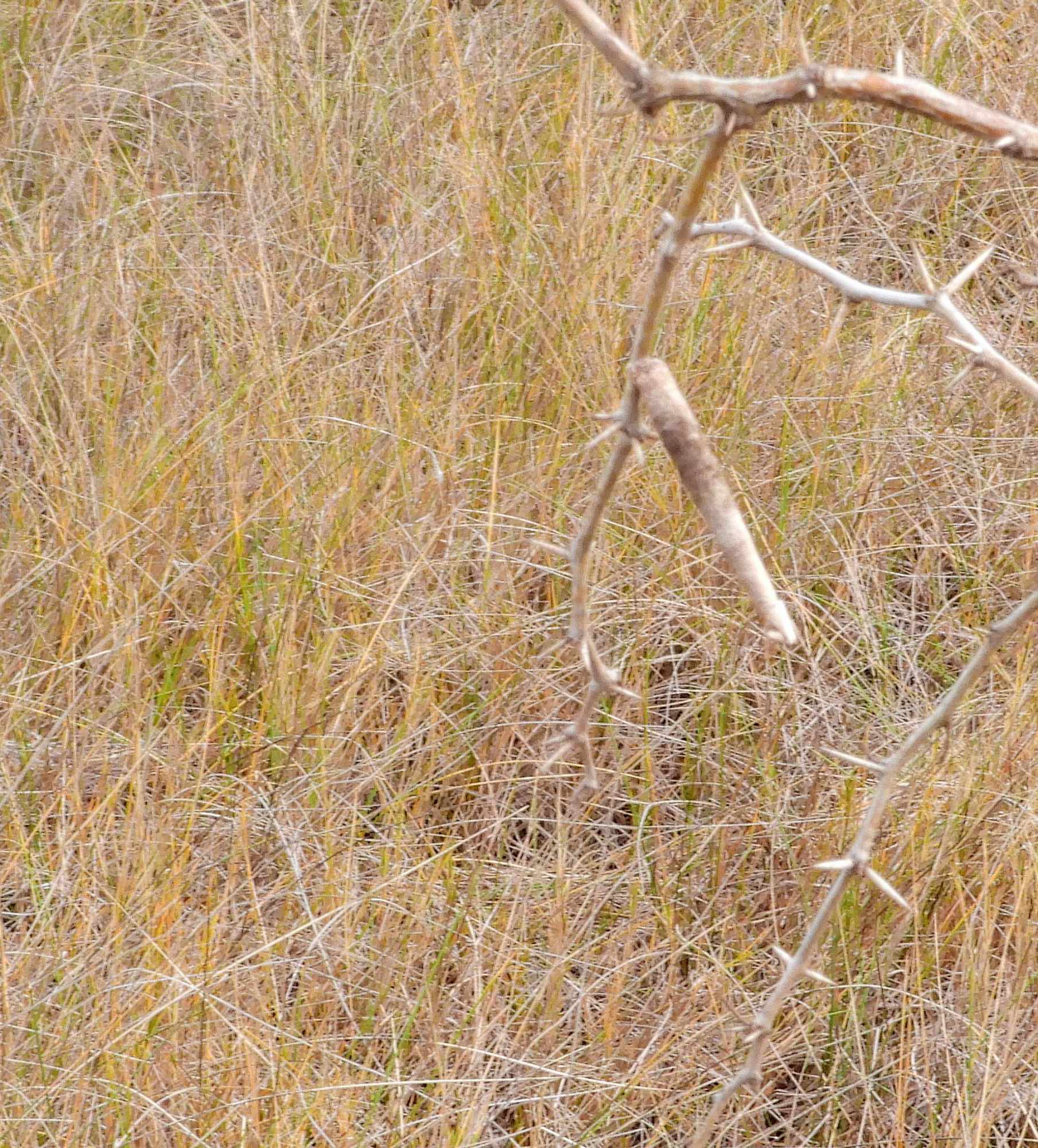 Foto Bicho Cigarro