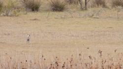 Foto Liebre Europea
