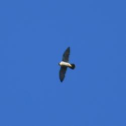 Foto Halcón Peregrino