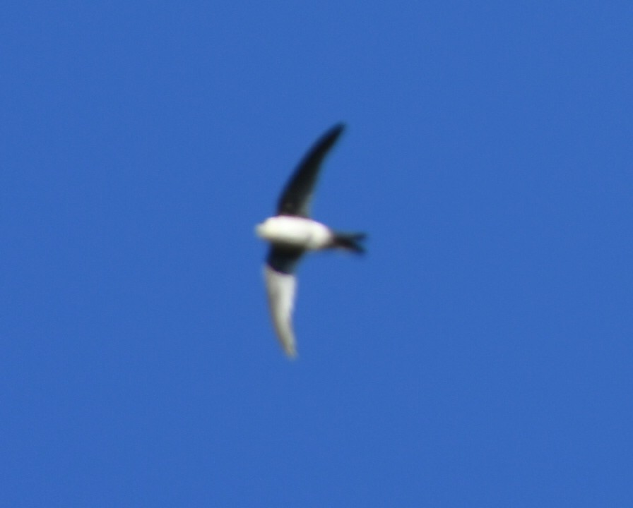 Foto Vencejo Blanco