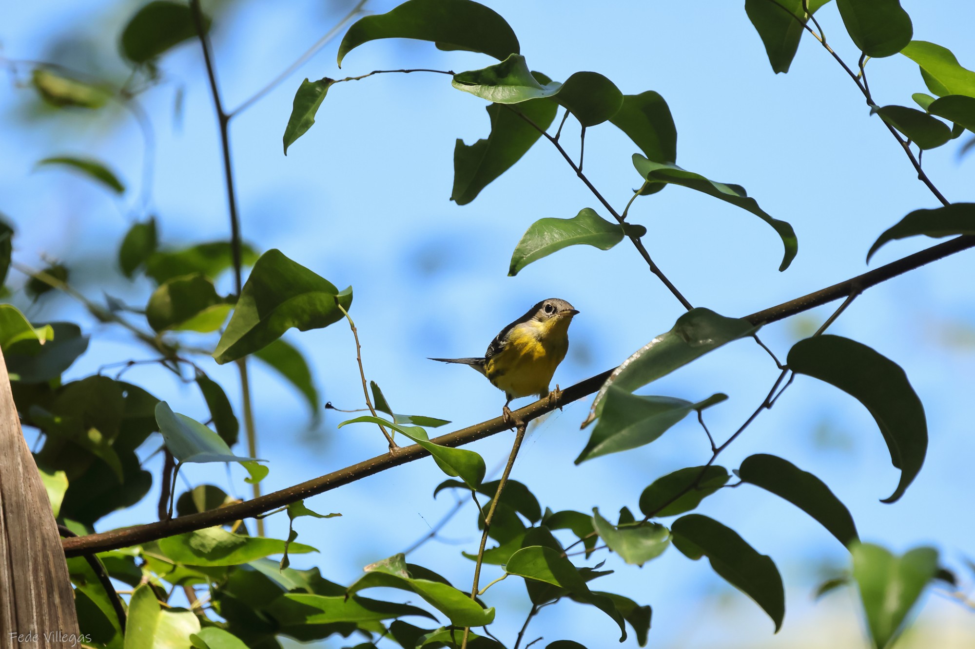 Setophaga&nbsp;magnolia