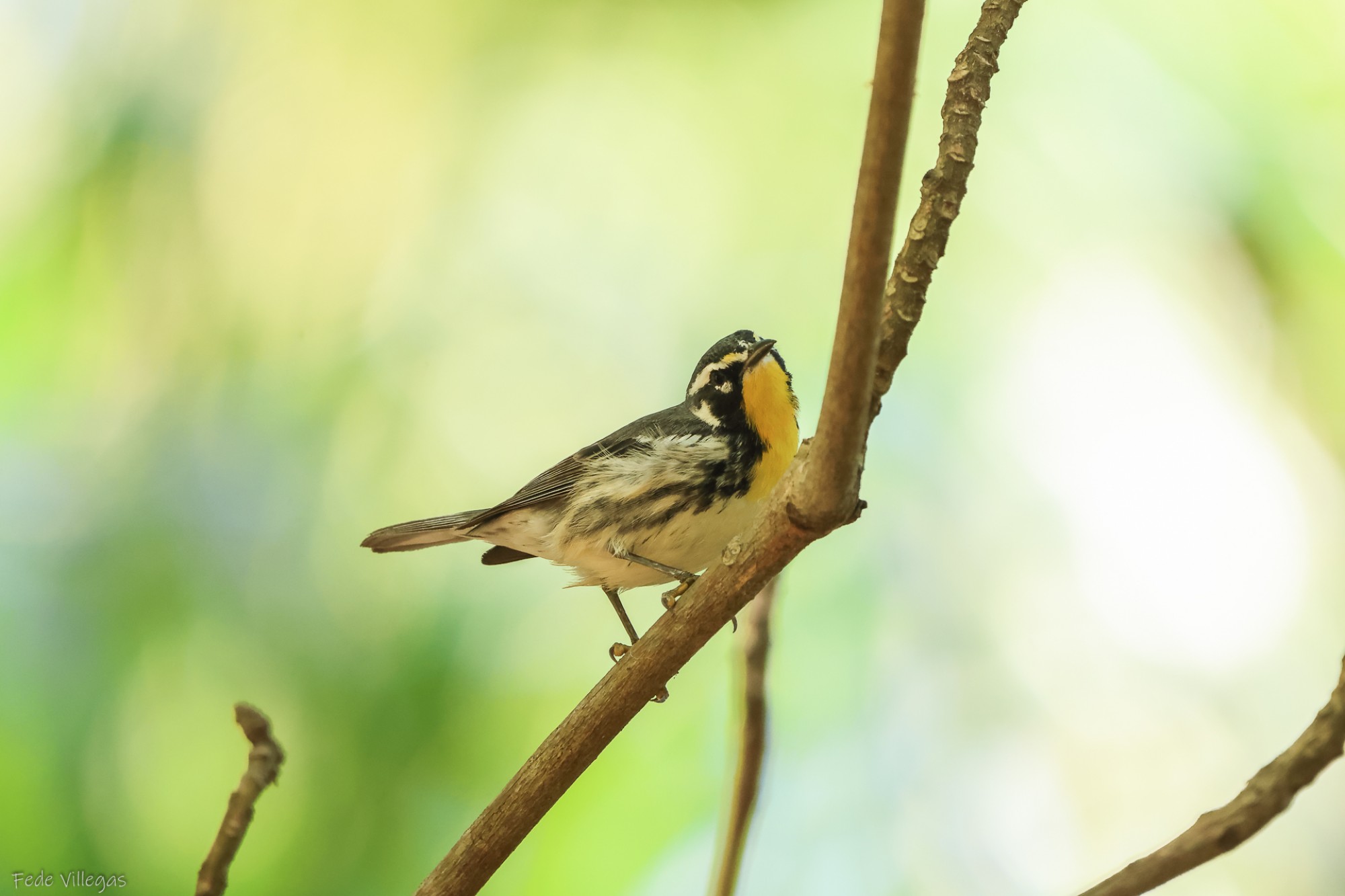 Foto Ciguita Garganta Amarilla