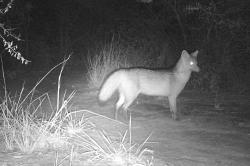 Foto Zorro de Monte