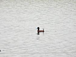 Foto Pato Zambullidor Chico