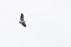 Foto Aguilucho Alas Largas