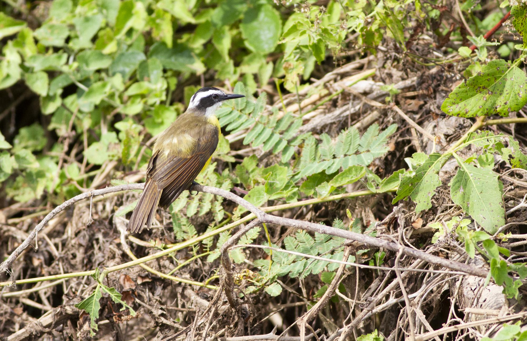 Photo Benteveo Pico Fino
