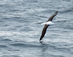 Photo Albatros Real Menor