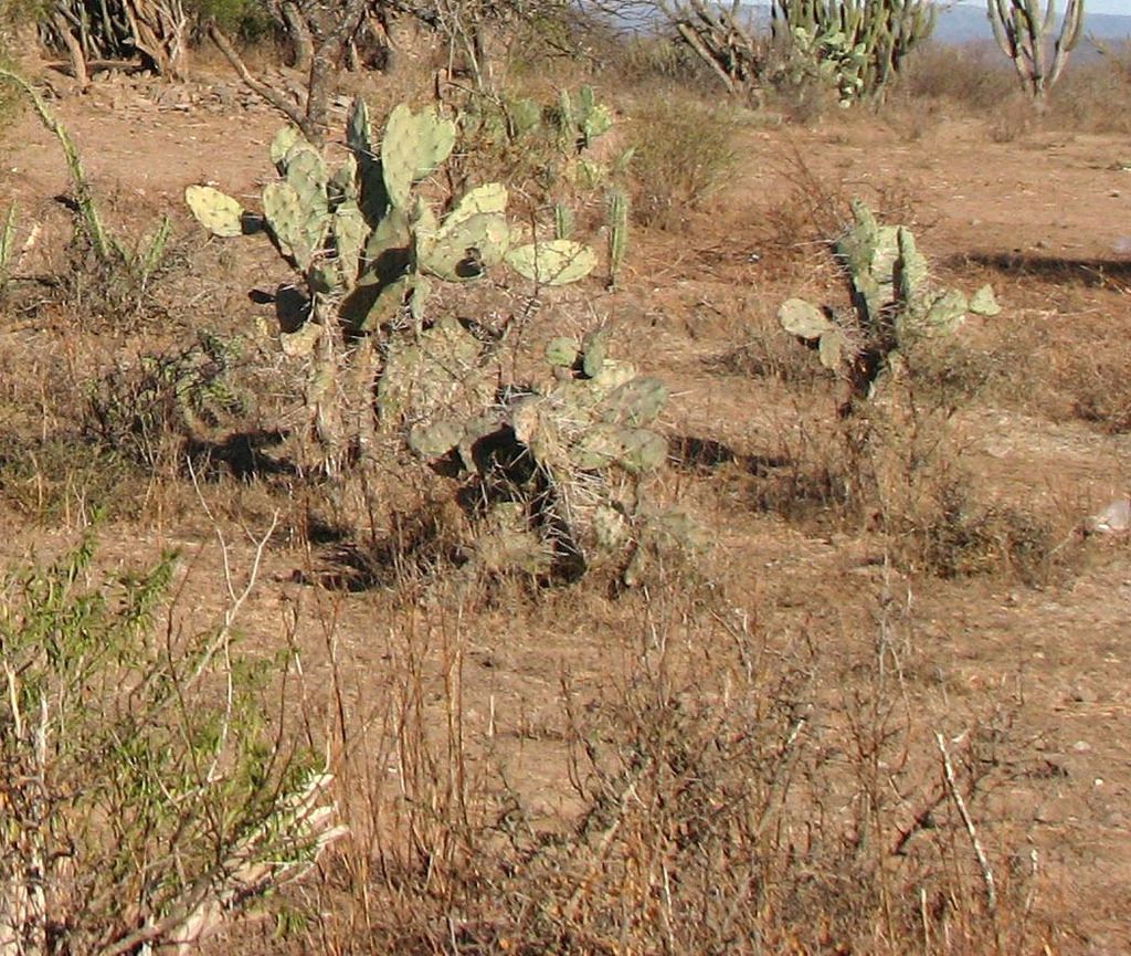 Opuntia&nbsp;lasiacantha