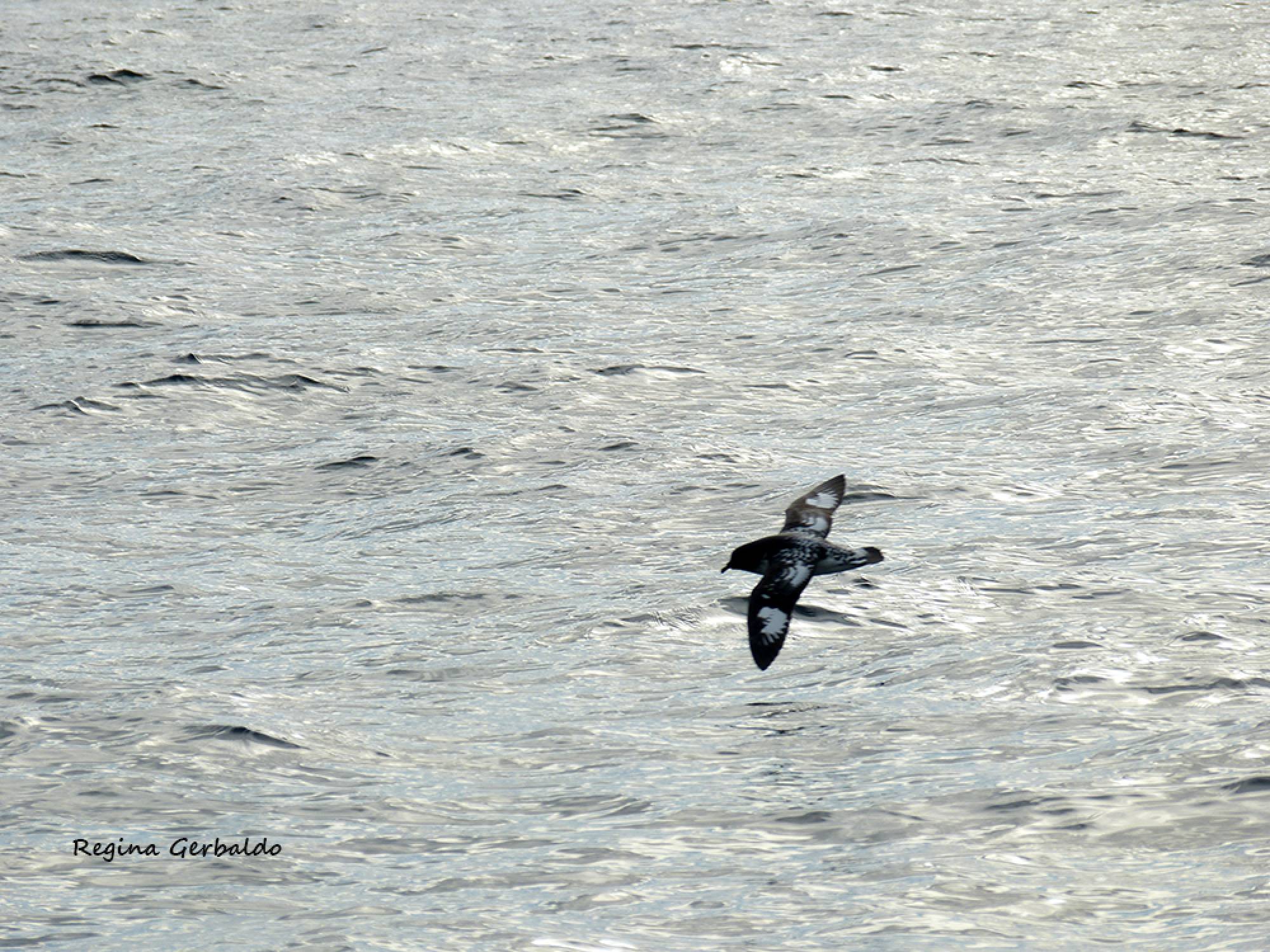 Foto Petrel Damero