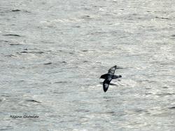 Foto Petrel Damero