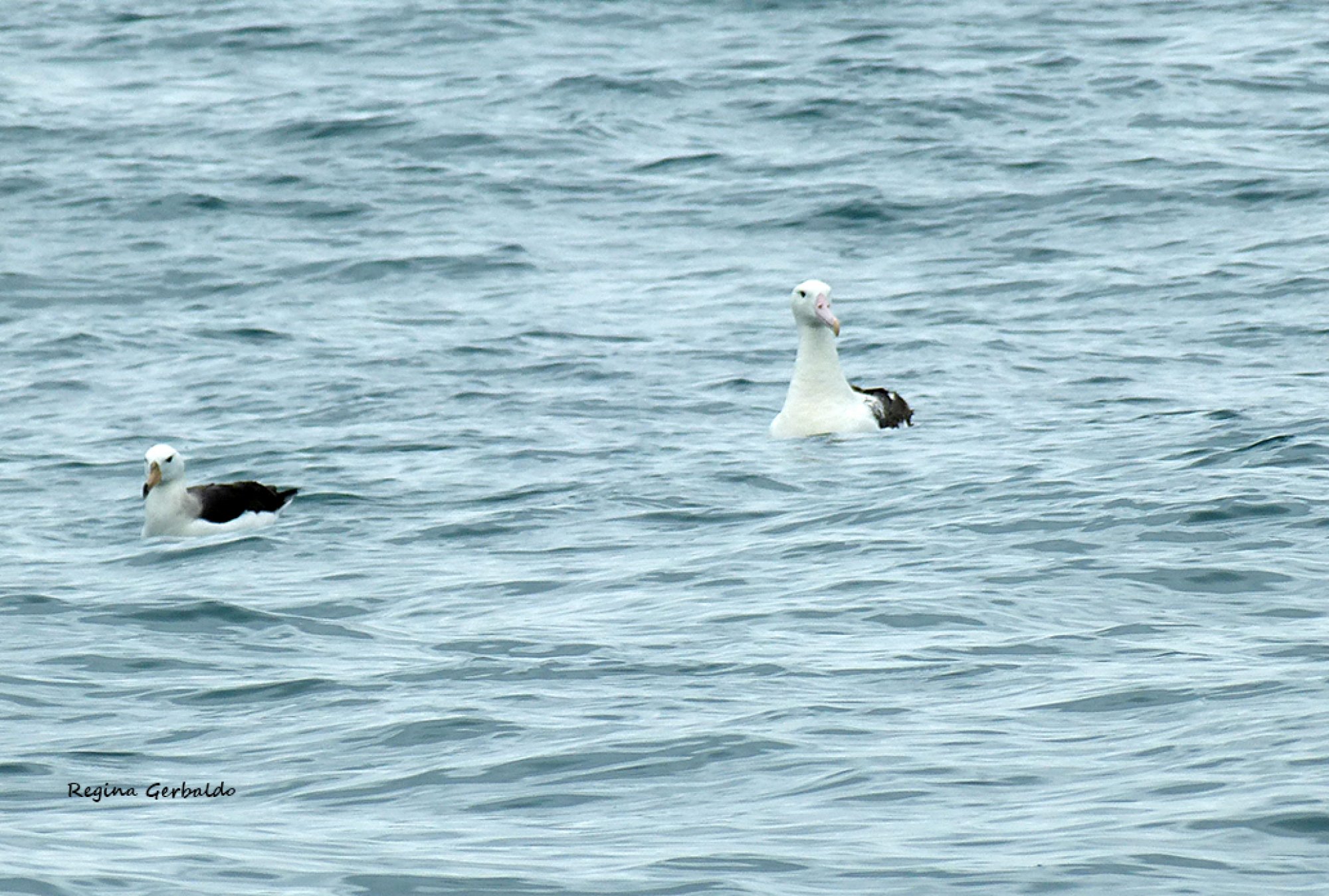 Foto Albatros Real Mayor