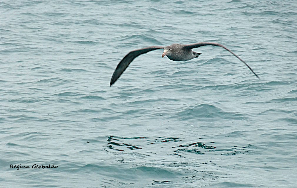 Foto Petrel Gigante Subantártico