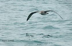 Photo Petrel Gigante Subantártico