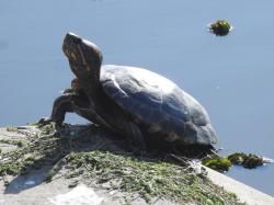 Foto Tortuga Pintada