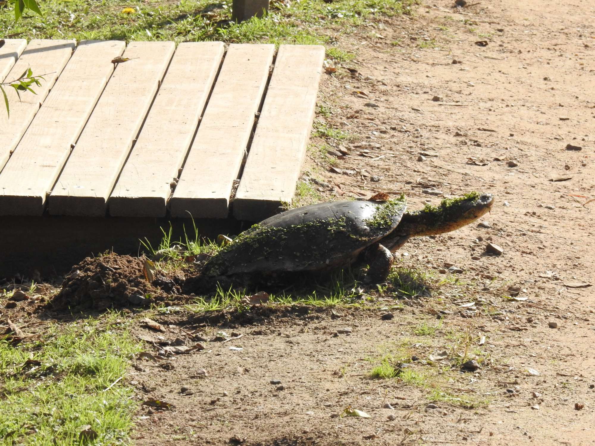 Foto Tortuga de Laguna