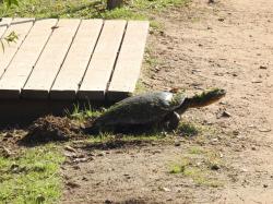 Foto Tortuga de Laguna