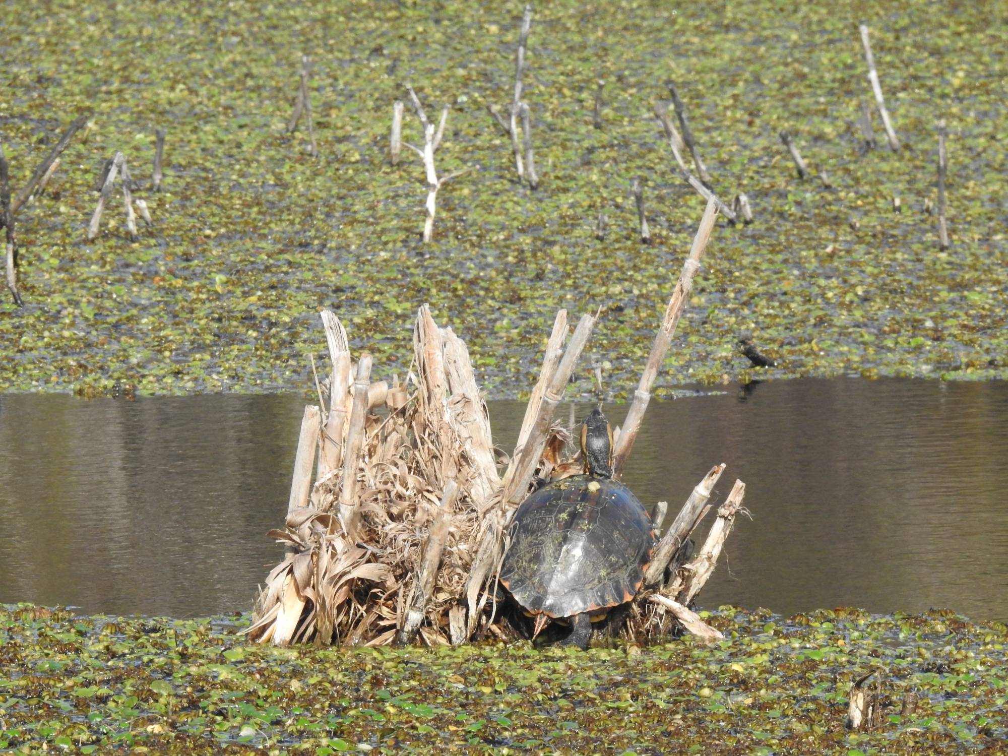 Foto Tortuga Pintada