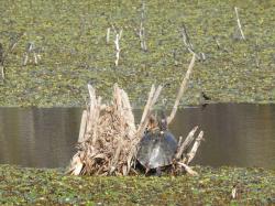 Foto Tortuga Pintada