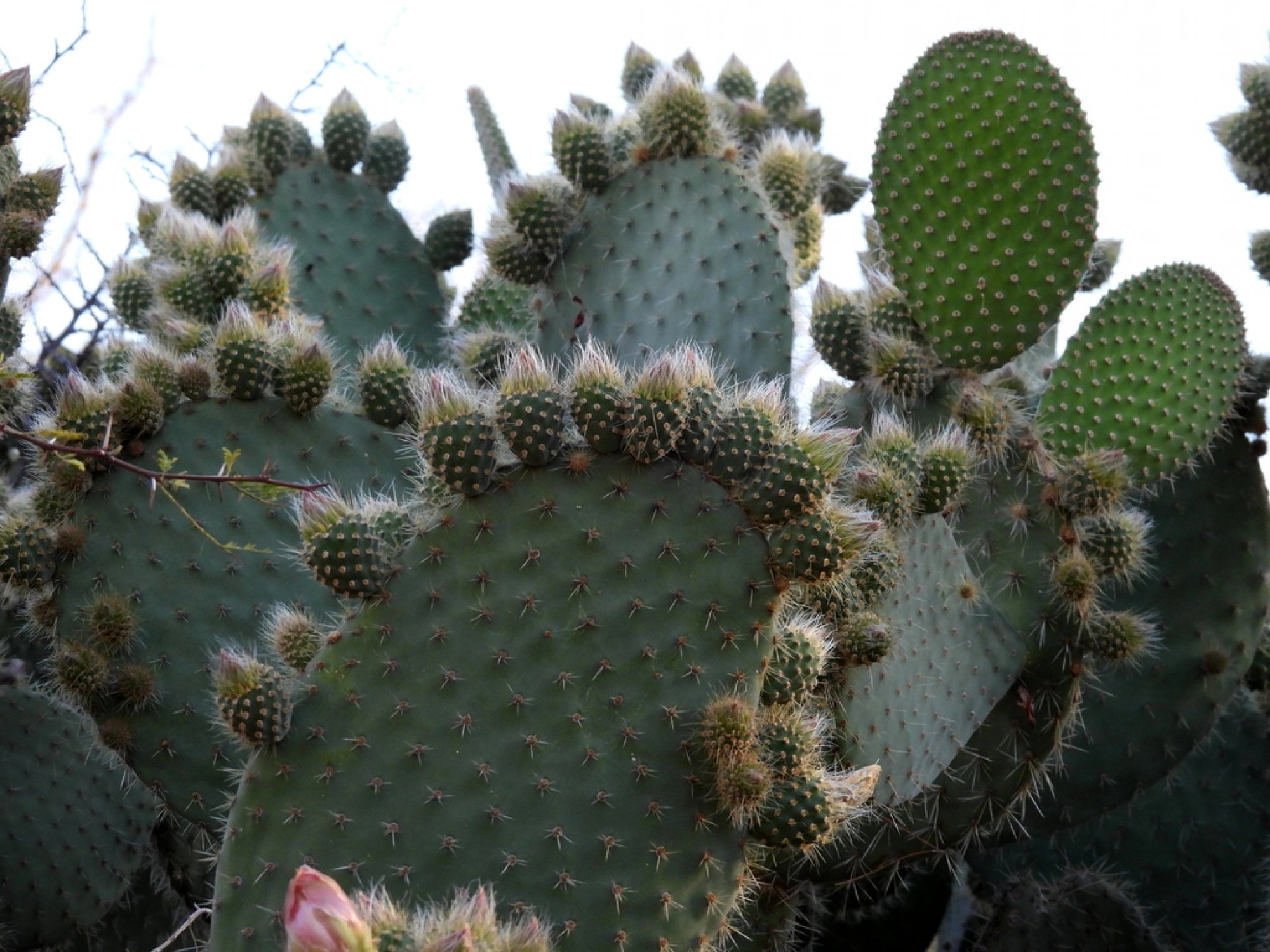 Foto Nopal Duraznillo