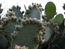 Foto Nopal Duraznillo