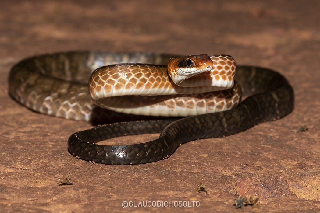Chironius&nbsp;fuscus