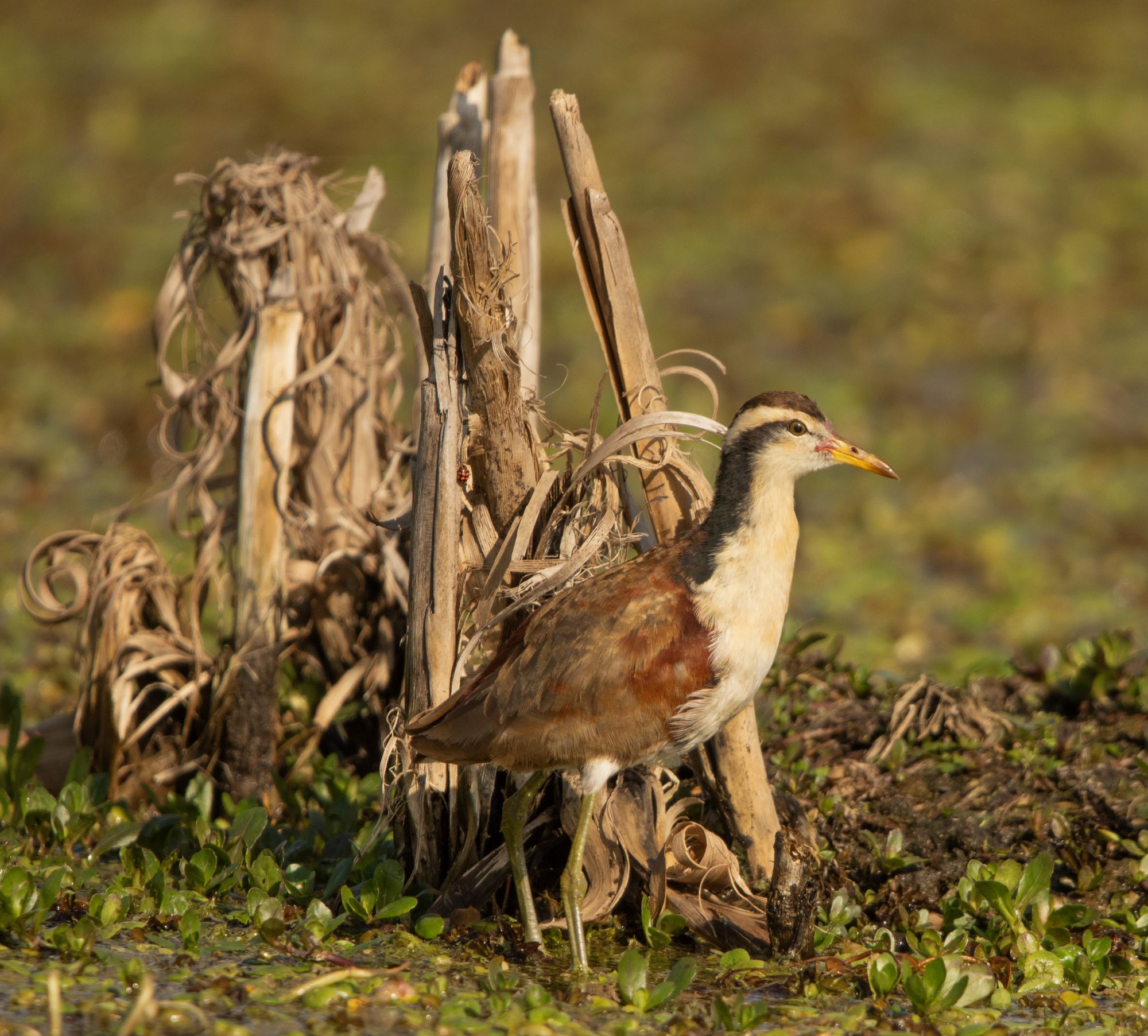 Photo Jacana
