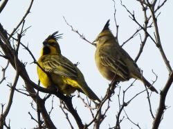 Foto Cardenal Amarillo
