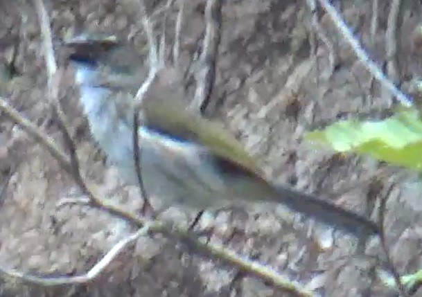 Saltator&nbsp;striatipectus