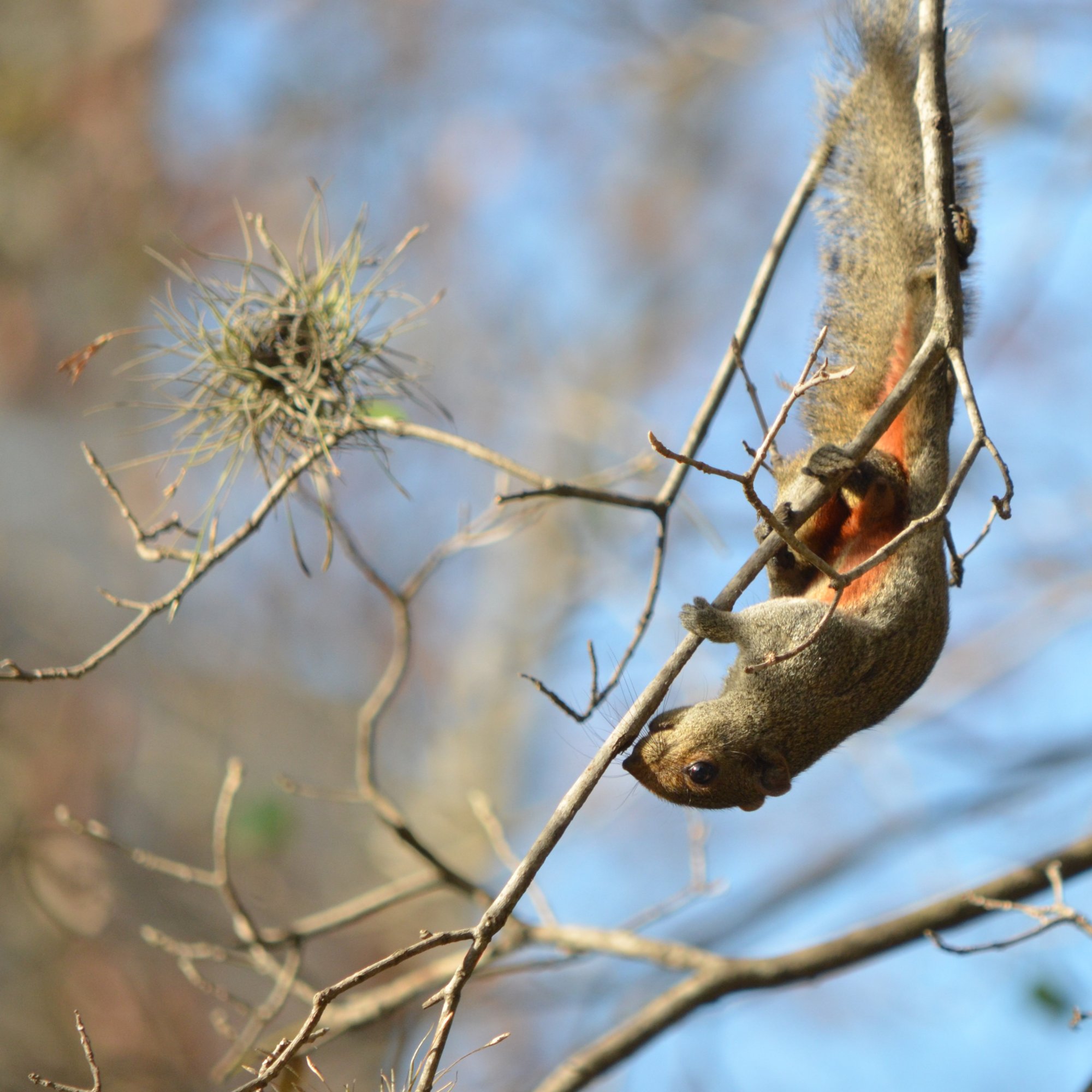 Callosciurus&nbsp;erythraeus