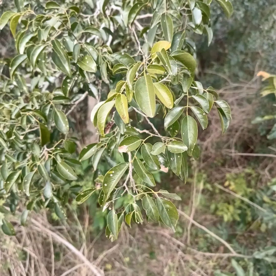 Poecilanthe&nbsp;parviflora