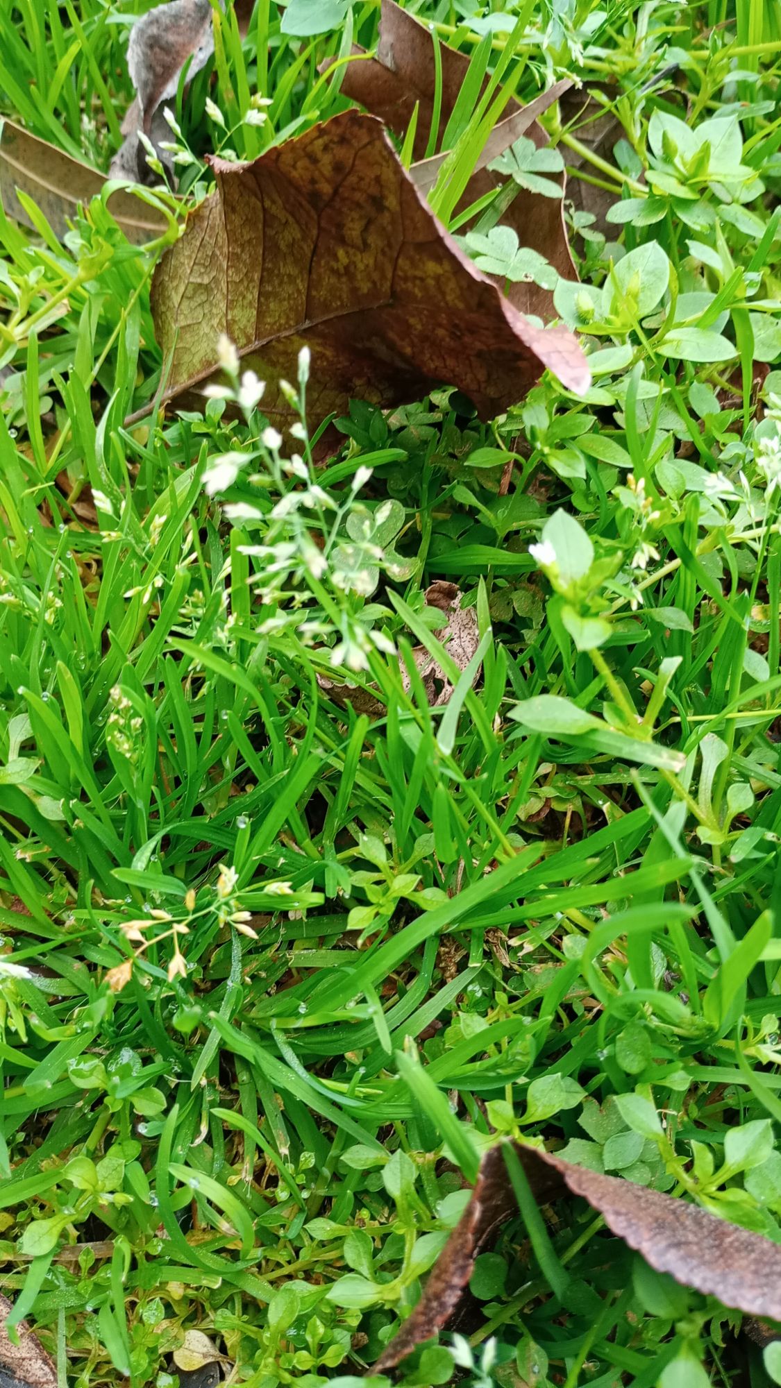 Foto Pastito De Invierno
