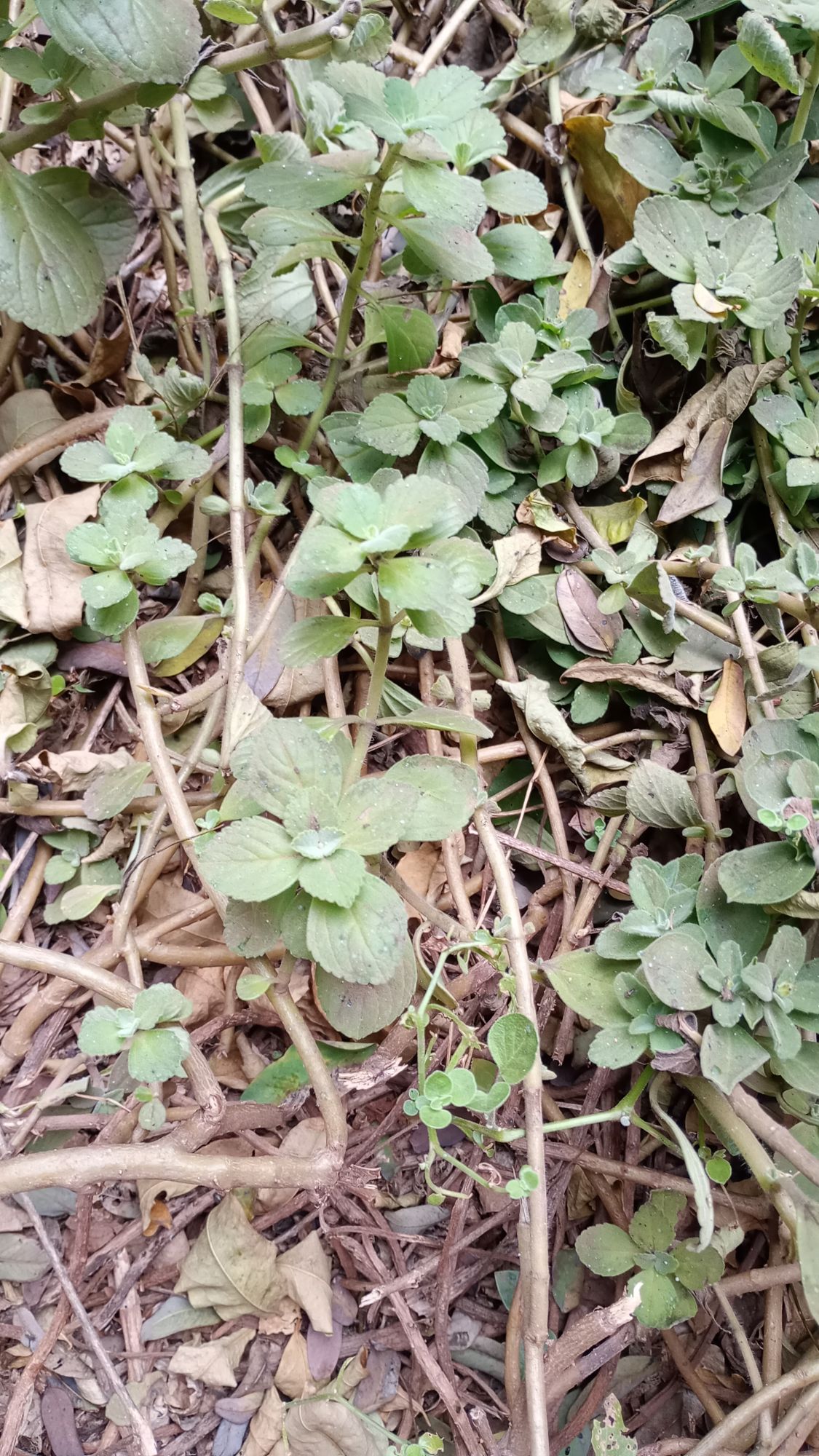 Foto Planta De La Moneda
